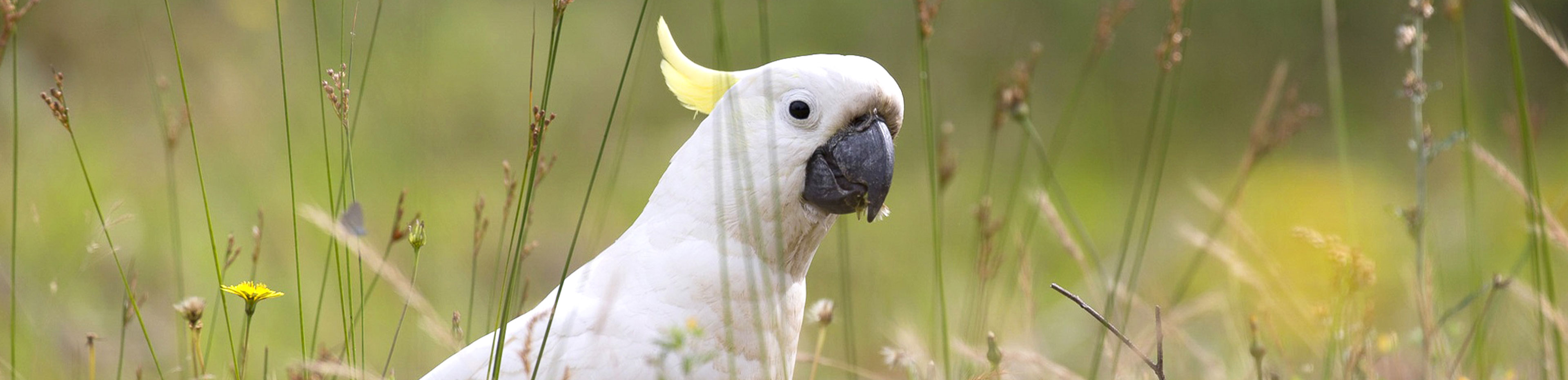 Birds in Backyards Cockatoo 